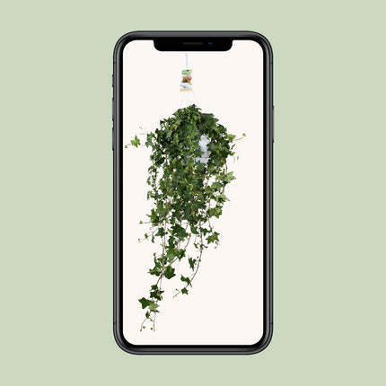 Hedera Helix Pitsburg - Planta colgante XXL - ↕90cm - Ø17cm