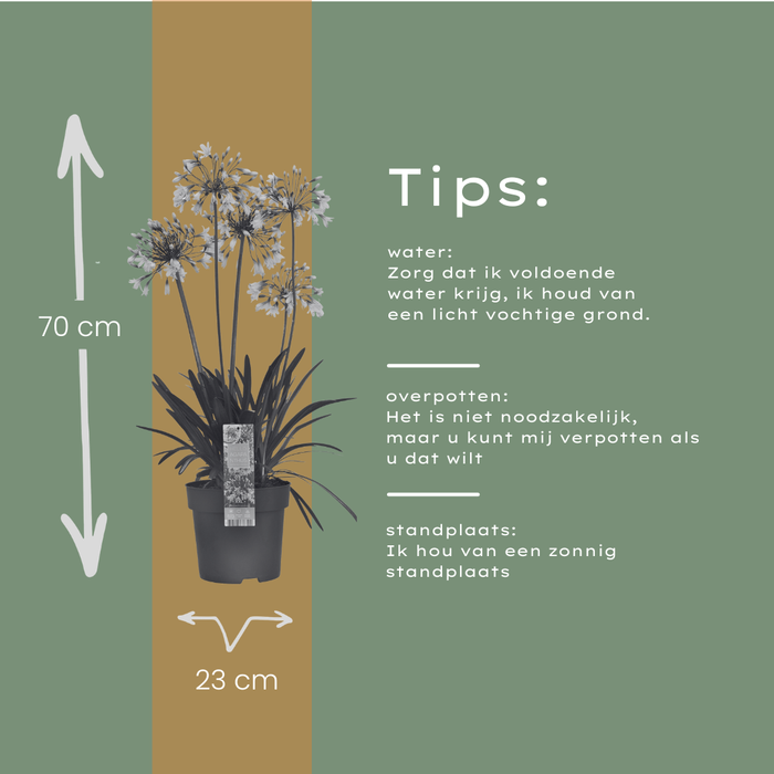 Agapanthus 'Fireworks' - Afrikaanse Lelie - ↕70cm - Ø23cm