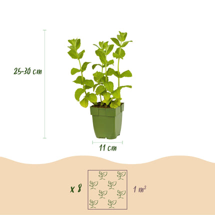 Borderpakket - Thee kruiden - 8 Vaste planten - 1 m2 - Diversen kleuren - Weinig Onderhoud - Ø11cm