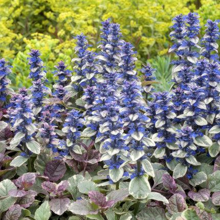 Ajuga reptans 'Burgundy Glow' - Kruipend Zenegroen - ↕10-25cm - Ø9cm - 48x