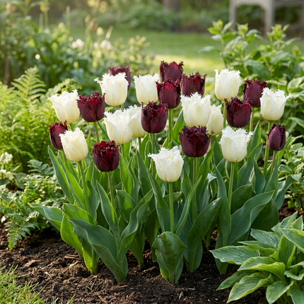 120x Tulipa Breakdance mix - Bloembollen - Tulp Breakdance mix - Diversen - Voorjaarsbloeier - Bolmaat 11/12