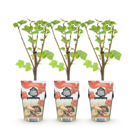Ribes rubrum Jonkheer van Tets - Ribes rosso - ↕30-35 cm - Ø9cm - 3x