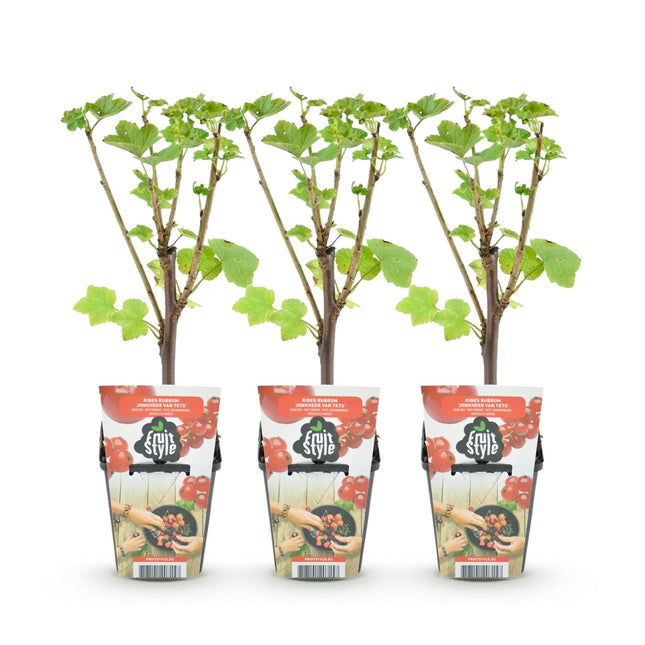 Ribes rubrum Jonkheer van Tets - Redcurrant - ↕30-35 cm - Ø9cm - 3x