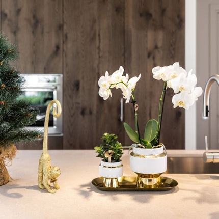 Kolibri Orchids | Gift Set Le Chic Goud - Witte Phalaenopsis Orchidee Mineral Amabilis & Succulent