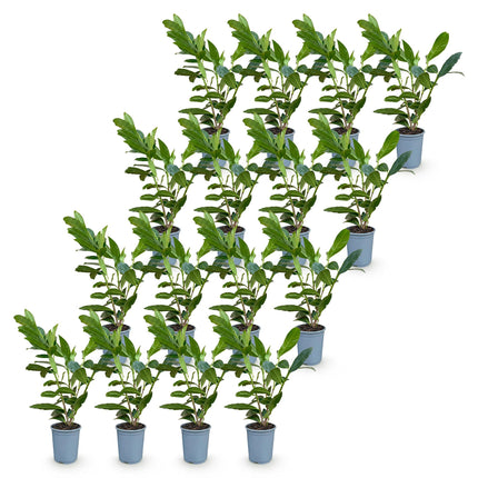Prunus laur. Caucasica - Laurierkers - 16x Haagplanten - Groenblijvend - Groen - Pot 9cm - Hoogte 25-35cm