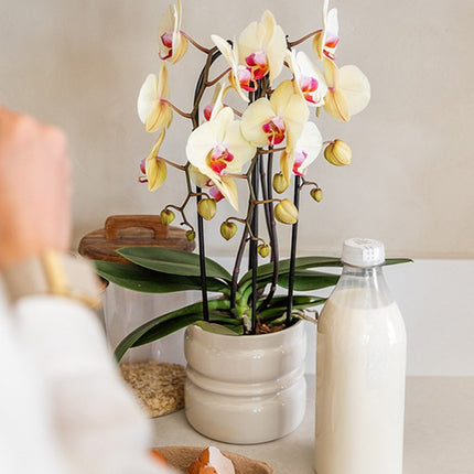 Kolibri Home | Noma sierpot - Wit - Ø12cm
