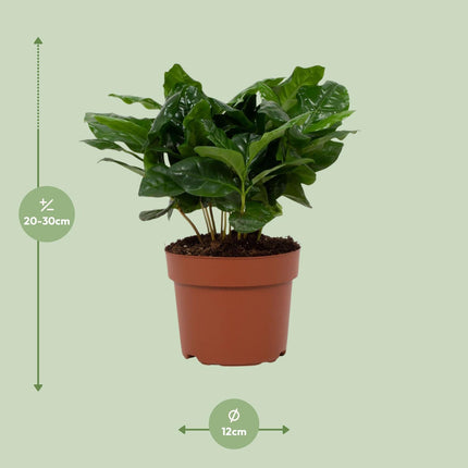Coffea Arabica - ↕22cm - Ø12cm