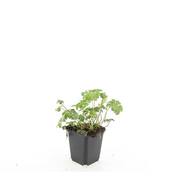 Geranium cantabrigiense 'Cambridge' - Ooievaarsbek - ↕10-25cm - Ø9cm - 48x