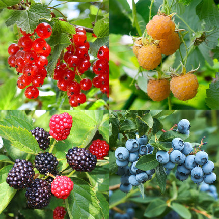 Fruit plant mix - Redcurrant, Yellow Raspberry, Blackberry, Blueberry - ↕40cm - Ø11cm - 4x
