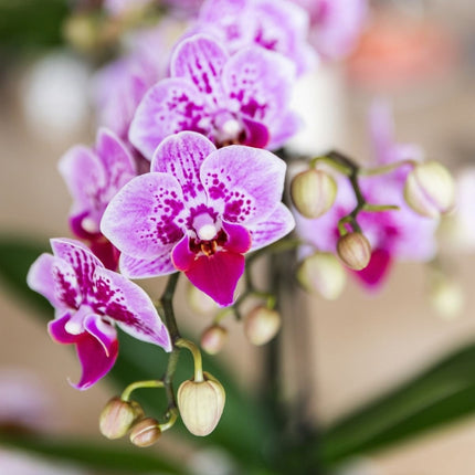Kolibri Orchids | Combi Deal - 4 Roze-Paarse Phalaenopsis Orchideeën Diamond El Salvador - Ø9 cm