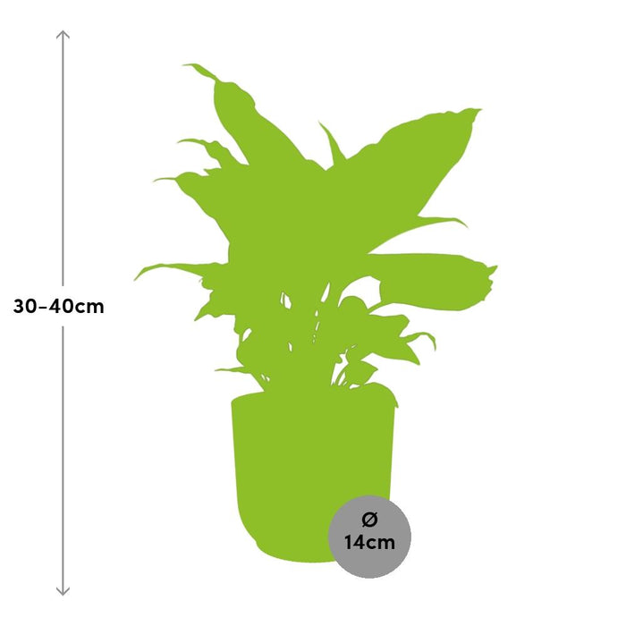 Dieffenbachia ‘Camilla’ in elho Vibes Fold Ø14cm geel