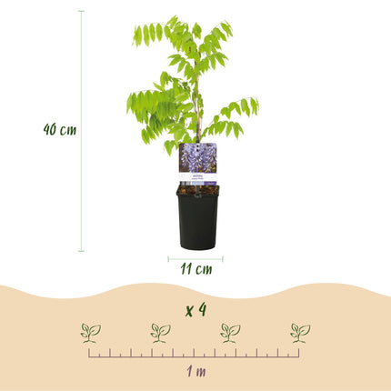 Blauwe regen - Wisteria floribunda Prolific - Bloem Blauw - ↕40cm - Ø11cm