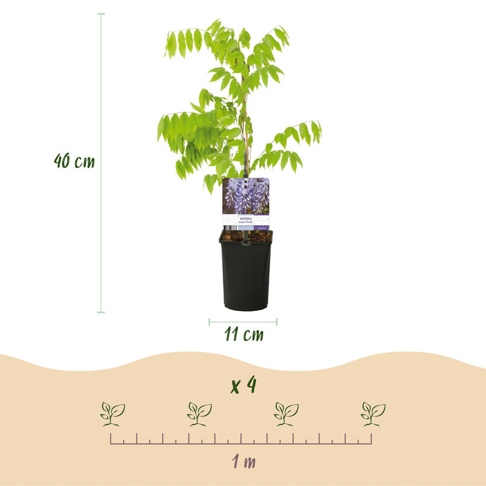 Blauwe regen - Wisteria floribunda Prolific - Bloem Blauw - ↕40cm - Ø11cm