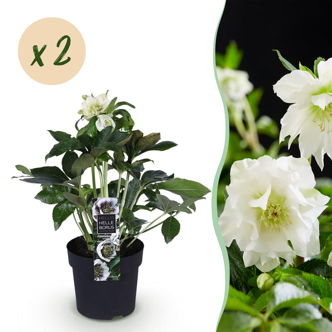 Fasterose - Helleborus orientalis Dobbelt Ellen Hvid - Hvid Blomst - ↕35cm - Ø14cm - 2x