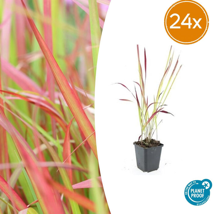 Imperata cylindrica 'Red Baron' - ↕10-25cm - Ø9cm - 24x