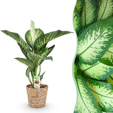 Dieffenbachia Tropic Snow - met mand - ↕90-100cm - Ø21cm