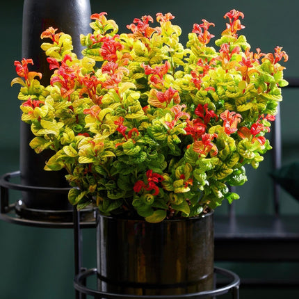 Leucothoe Curly Gold - Geel - 2 Planten - Groenblijvend - Weinig Onderhoud - Pot 17cm Hoogte 40cm