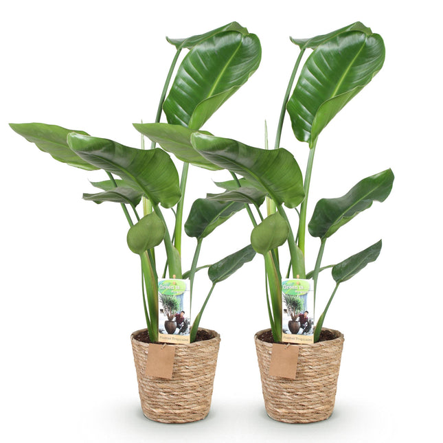 Strelitzia Nicolai – Paradiesvogelblume – mit Korb – ↕70–90 cm – Ø17 cm – 2 Stück