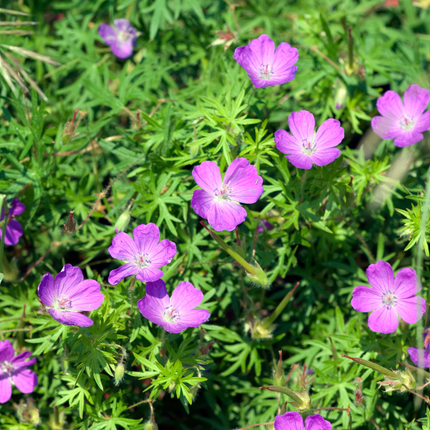 Geranium sanguineum - Bloedooievaarsbek - ↕10-25cm - Ø9cm - 12x