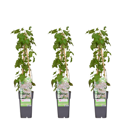 Fallopia Baldschuanica - ↕65cm - Ø15cm - 3x