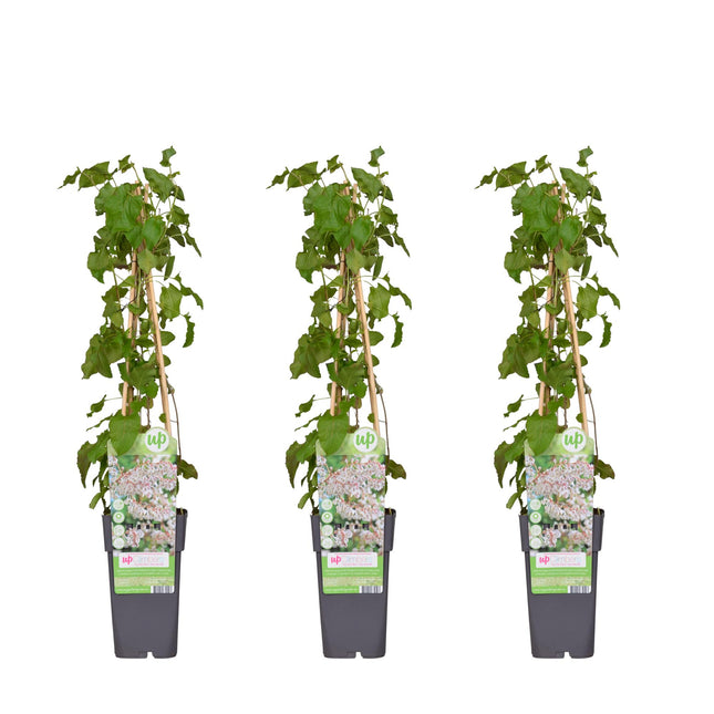 Fallopia Baldschuanica - ↕65cm - Ø15cm - 3x