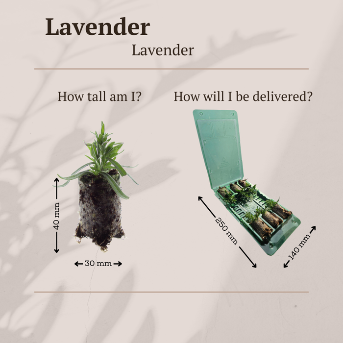 Lavandula 'Hidcote' – 6 Pluggen | Kweek & Geniet van Prachtige Lavendel