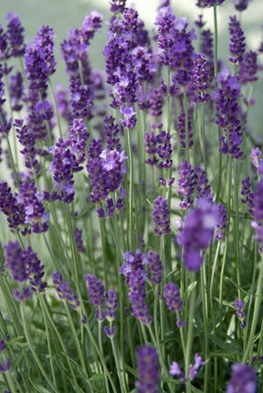 Lavandula Angustifolia 'Dwarf Blue' - ↕10-25cm - Ø9cm - 12x