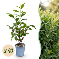 Collection image for: Laur Portugalski (Prunus Lusitanica)