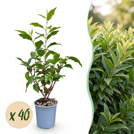 Prunus lusitanica Angustifolia - Portugese Laurier - 40x Haagplanten - Groenblijvend - Groen - Pot 9cm - Hoogte 25-35cm