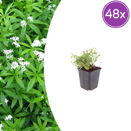 Galium odoratum - Aspa dulce - ↕10-25cm - Ø9cm - 48x