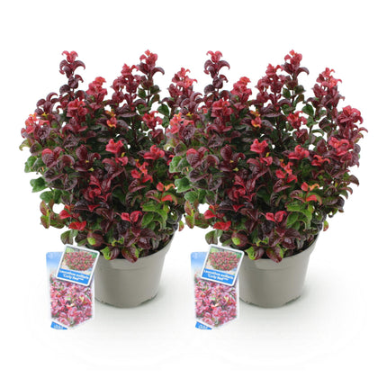 Leucothoe Curly Red - Rood - 2 Planten -  Groenblijvend - Weinig Onderhoud - Pot 17cm Hoogte 40cm