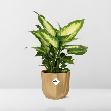 Dieffenbachia 'Camilla' in elho Vibes Fold Ø14cm giallo - ↕30-40cm