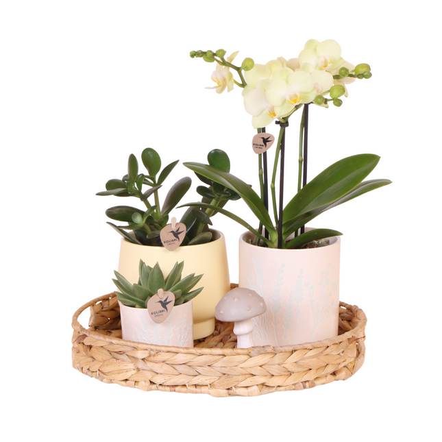 Set regalo grande | Piante verdi con orchidea Phalaenopsis gialla in vasi decorativi gialli Simplicity su un piatto di bambù