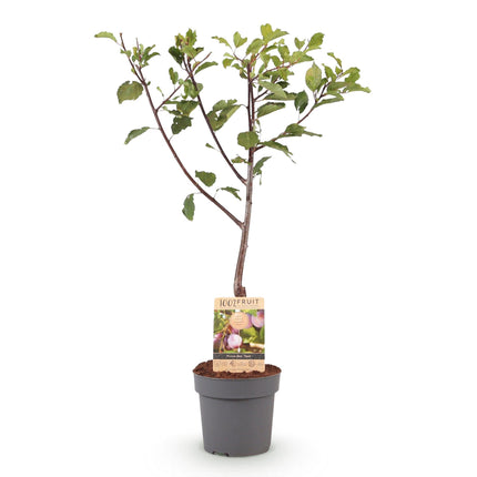 Pruimen boom - Prunus domestica Opal - Geel Rode Vrucht - ↕90cm - Ø21cm