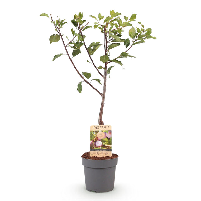 Albero di prugne - Prunus domestica Opal - Frutti giallo-rossi - ↕90cm - Ø21cm