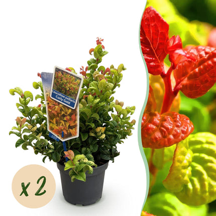 Leucothoe Curly Gold - Geel - 2 Planten - Groenblijvend - Weinig Onderhoud - Pot 17cm Hoogte 40cm