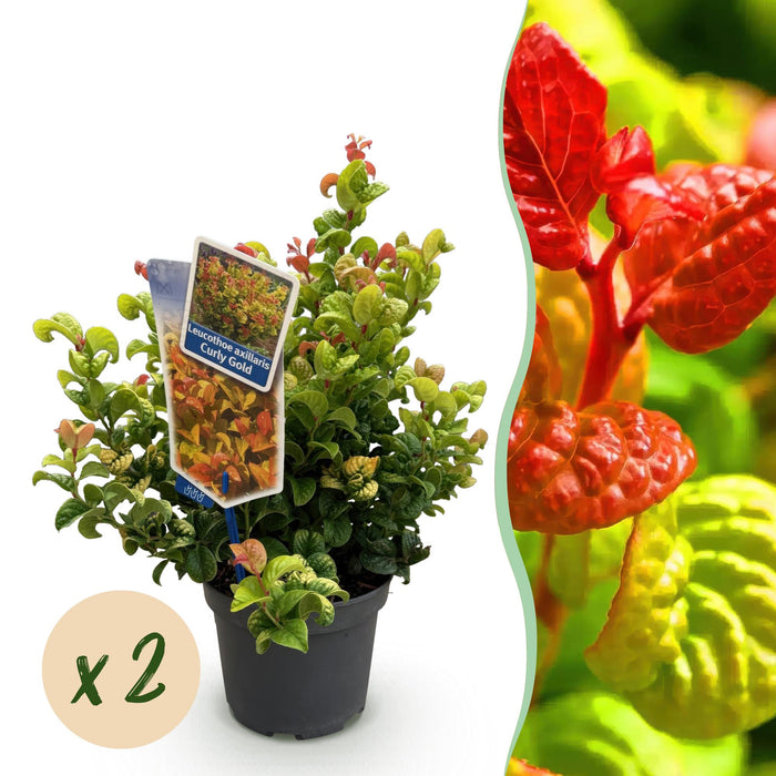 Leucothoe Curly Gold - Geel - 2 Planten - Groenblijvend - Weinig Onderhoud - Pot 17cm Hoogte 40cm