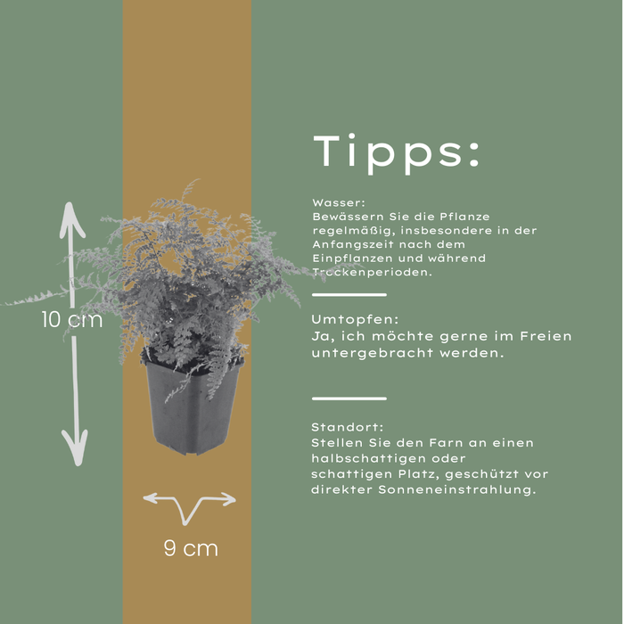 12x Polystichum set. 'Herrenhausen'- ↕10-25cm - Ø9cm