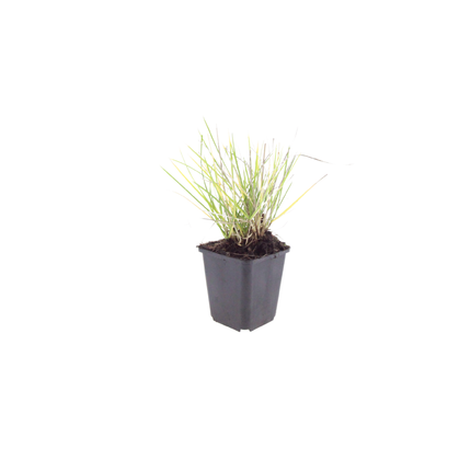 Efterårslyng - Sesleria autumnalis - ↕10-25cm - Ø9cm - 60x