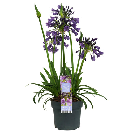 Agapanthus 'Poppin Purple' - lilia afrykańska - ↕30cm - Ø19cm