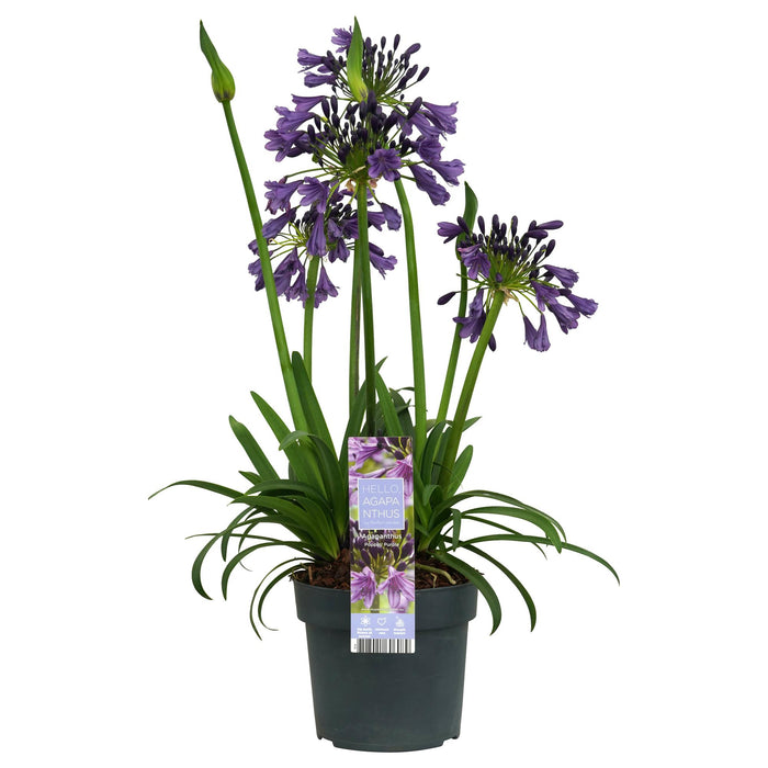 Agapanthus 'Poppin Purple' - Afrikaanse Lelie - ↕30cm - Ø19cm