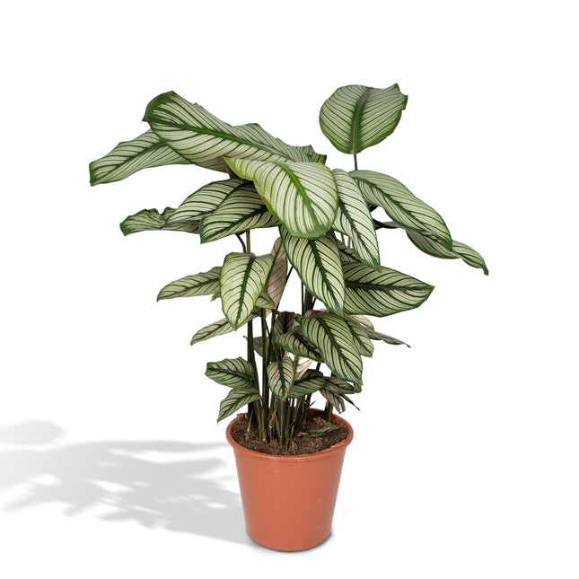 Calathea Whitestar – Pfauenblume – ↕50 cm – Ø19 cm