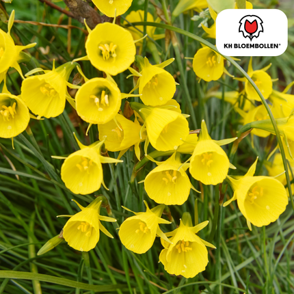 Clochettes dorées Narcisses 25 pièces