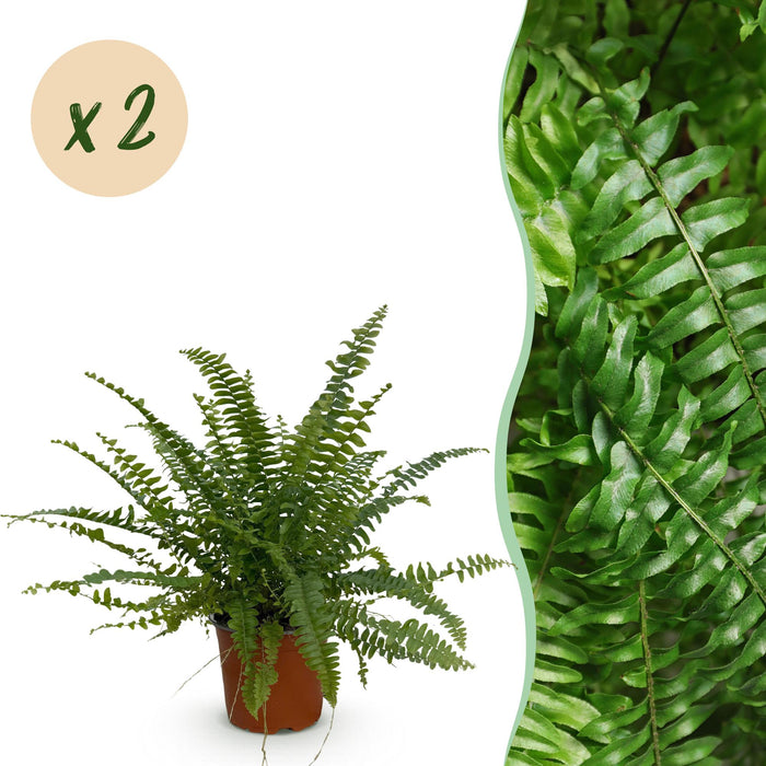 Nephrolepis exaltata Green Lady - Krulvaren - 2x - Pot 12cm - Hoogte 28-30cm