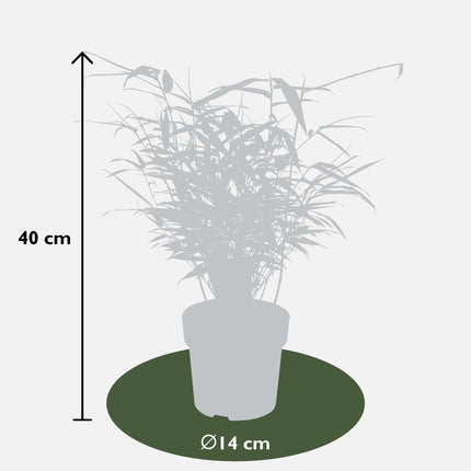 Fargesia rufa - Niet woekerende bamboe - ↕40cm - Ø14cm