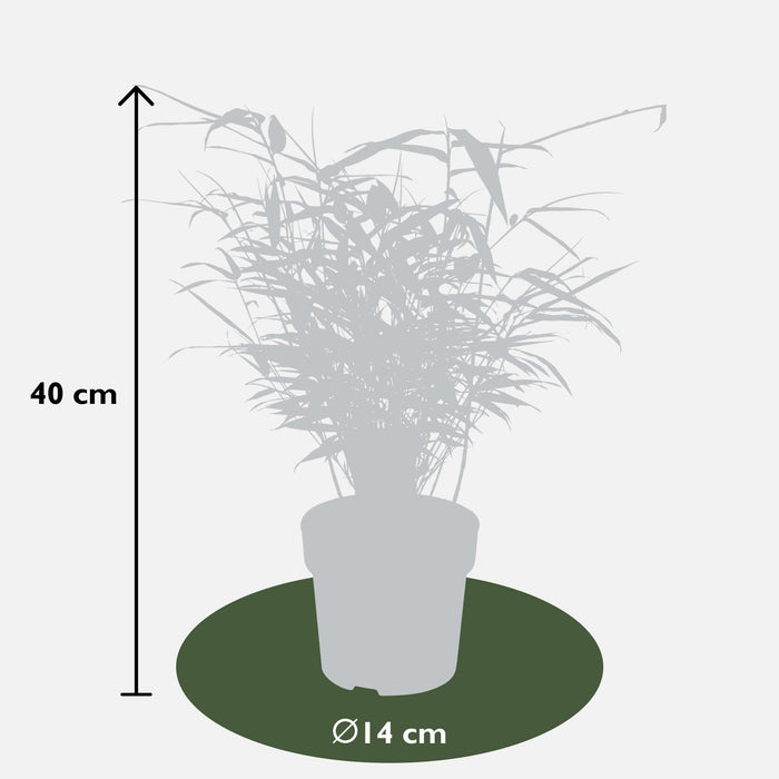 Fargesia rufa - Niet woekerende bamboe - ↕40cm - Ø14cm