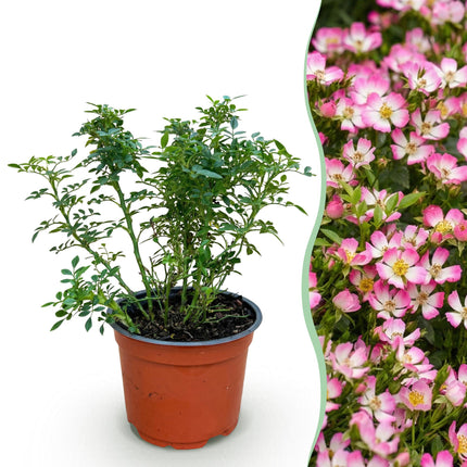 Rosa Cutie Pie - Roos - Winterhard - Roze - 1 Plant - Pot 12cm - Hoogte Hoogte 20-25cm