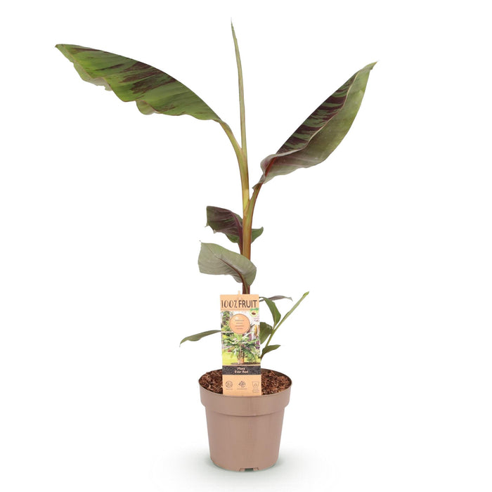 Fruitplant - Japanse vezelbanaan - Musa Ever Red - Winterhard - Pot 21cm Hoogte 90cm