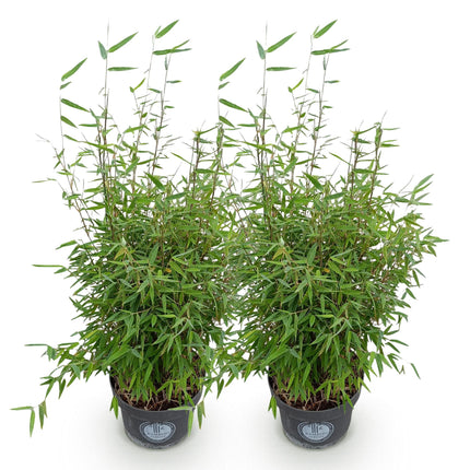 Fargesia nitida Red Dragon - Niet Woekerende Bamboe - ↕80cm - Ø23cm - 2x