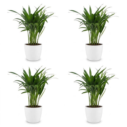 Areca Lutescens - Goudpalm - 4x - met Potter Wit - Pot 12cm - Hoogte - 45cm
